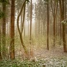 im magischen Wald, heute Morgen