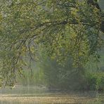 Im Mai frühmorgens am See