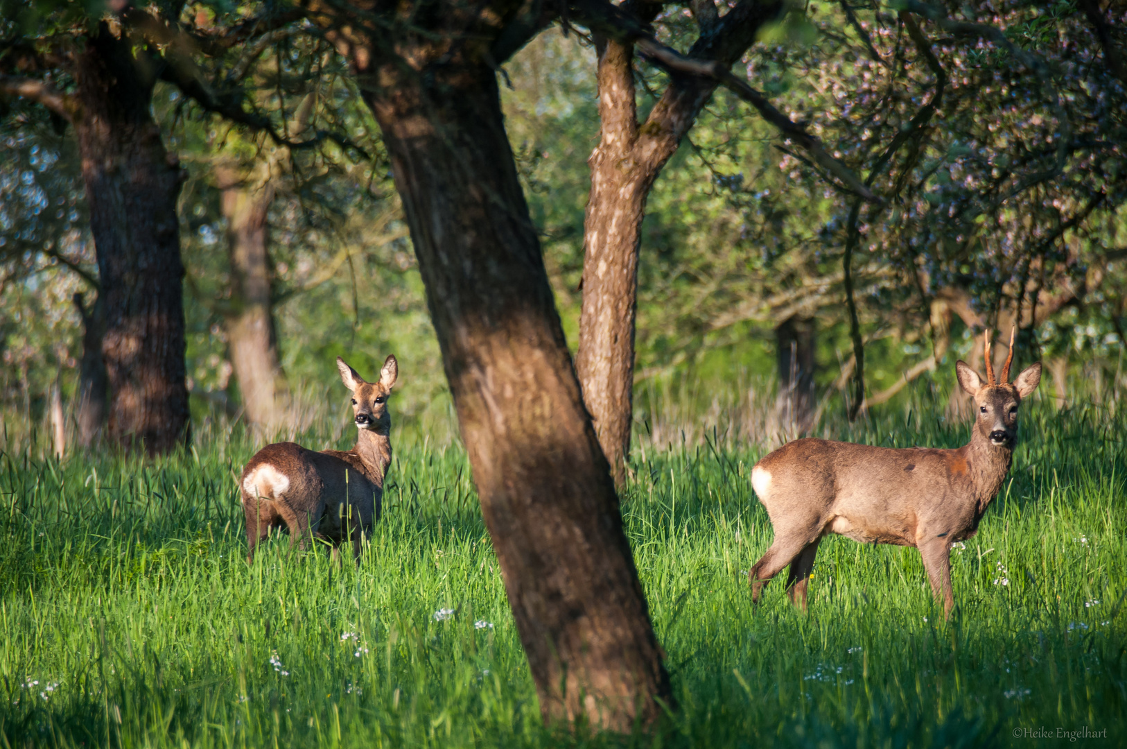 Im Mai war die Welt der Rehe noch in Ordnung