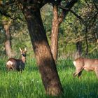 Im Mai war die Welt der Rehe noch in Ordnung