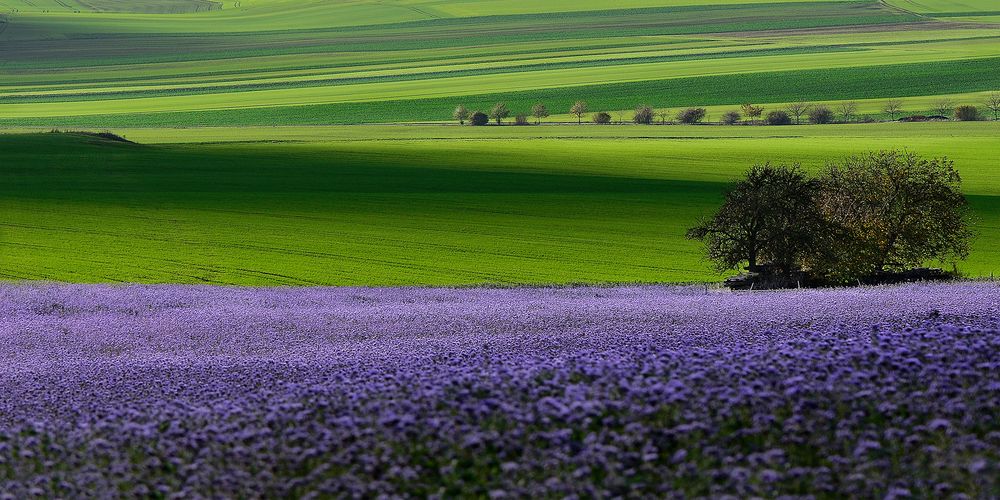 im Maifeld (Eifel)