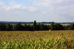 Im Mais und zwischen Regen