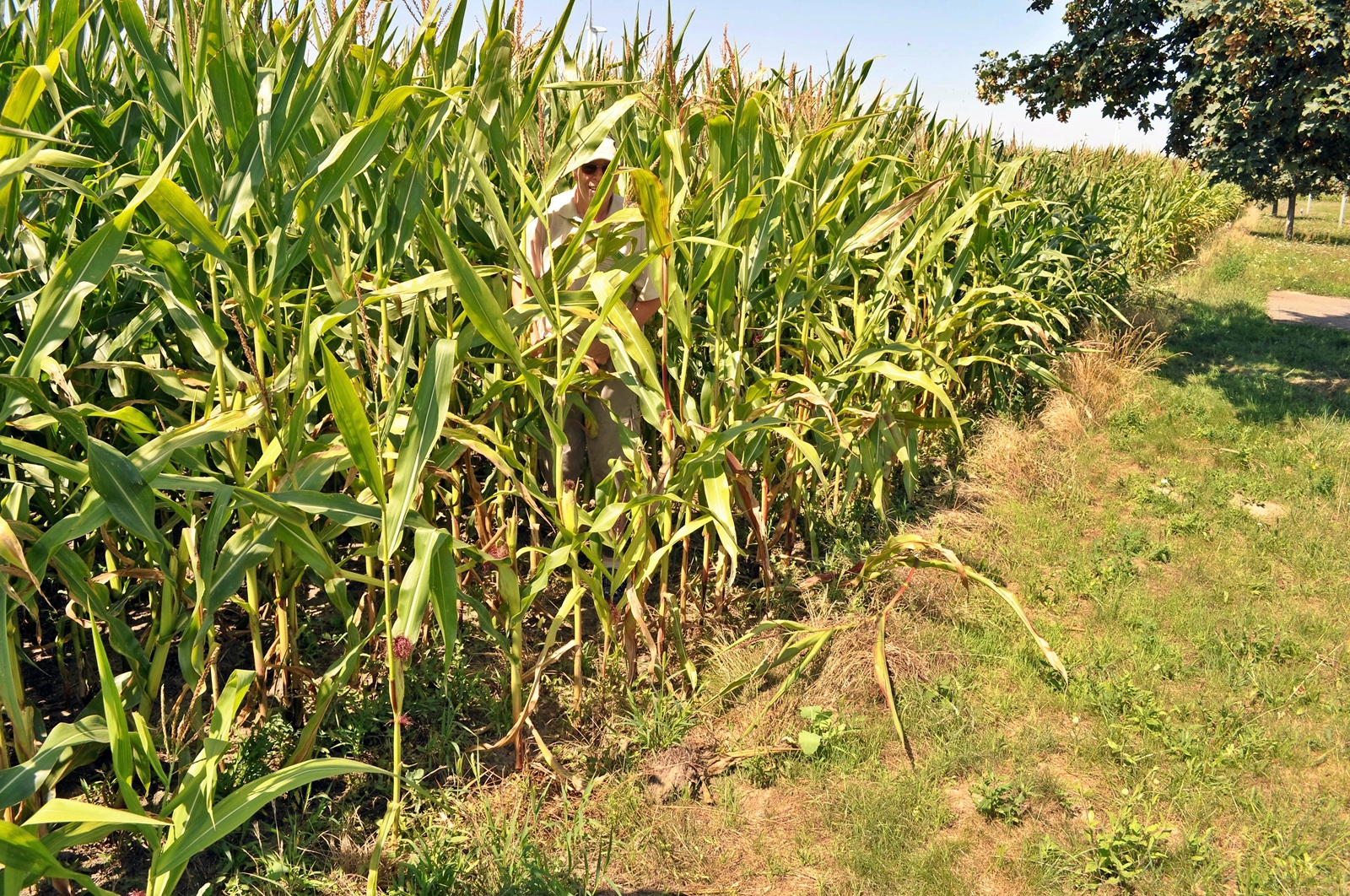 Im Maisfeld- oder wie hoch ist der Mais gewachsen
