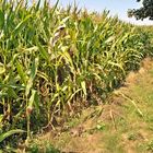 Im Maisfeld- oder wie hoch ist der Mais gewachsen