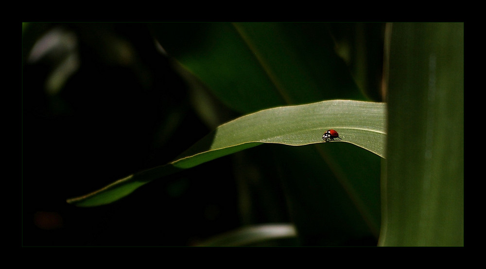 ... im Maisfeld ... versteckt ...