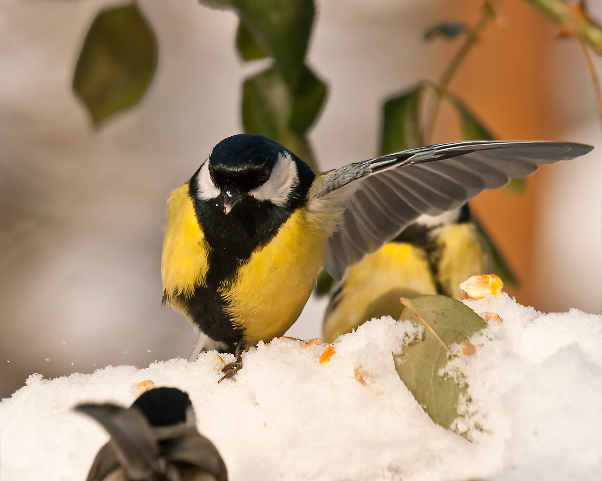 I'm Major Parus, acts to control !