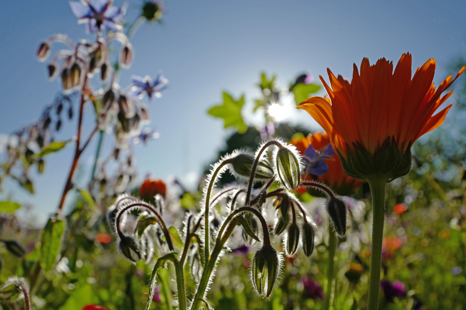 Im Malergarten II