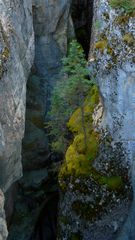 im Maligne Canyon 2