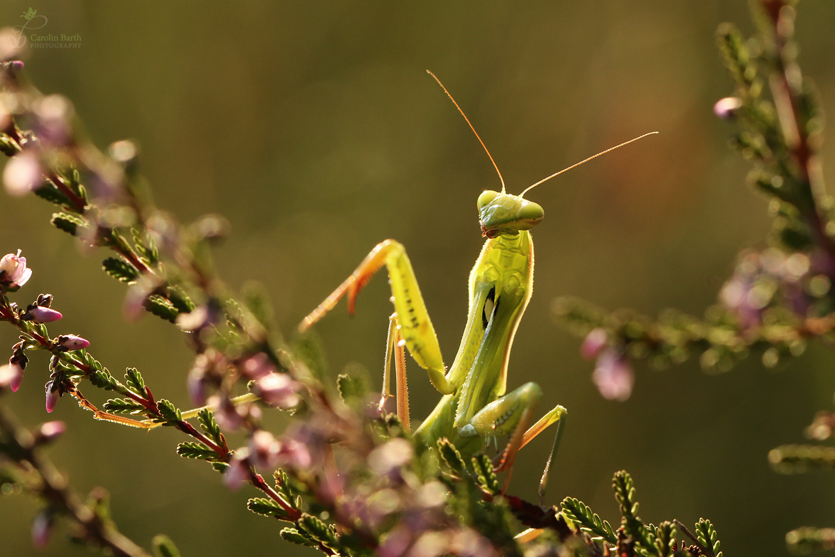 Im Mantis-Land