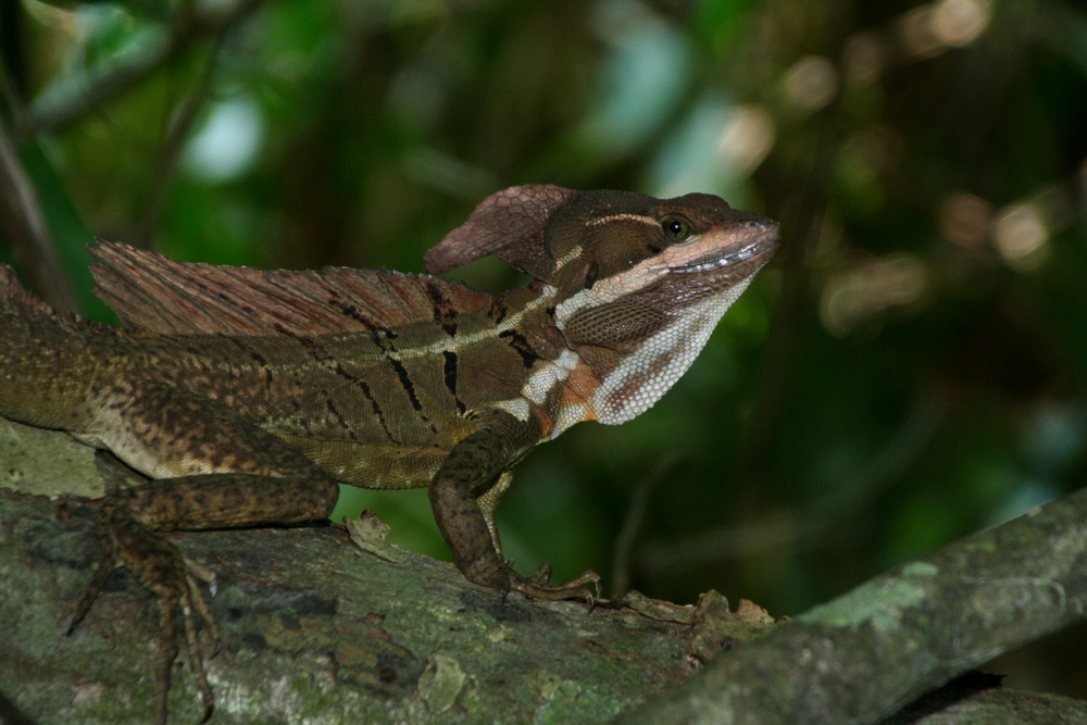 Im Manuel Antonio Nationalpark