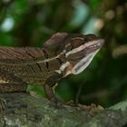 Im Manuel Antonio Nationalpark