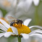 im Margeritenblüten-Land