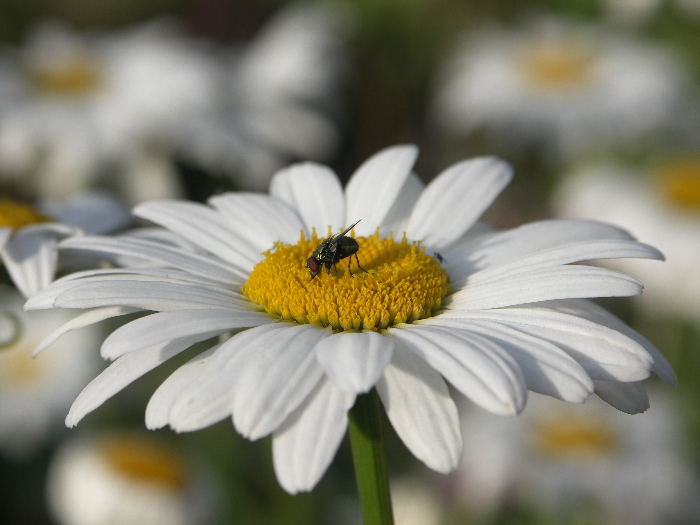 im Margeritenmeer