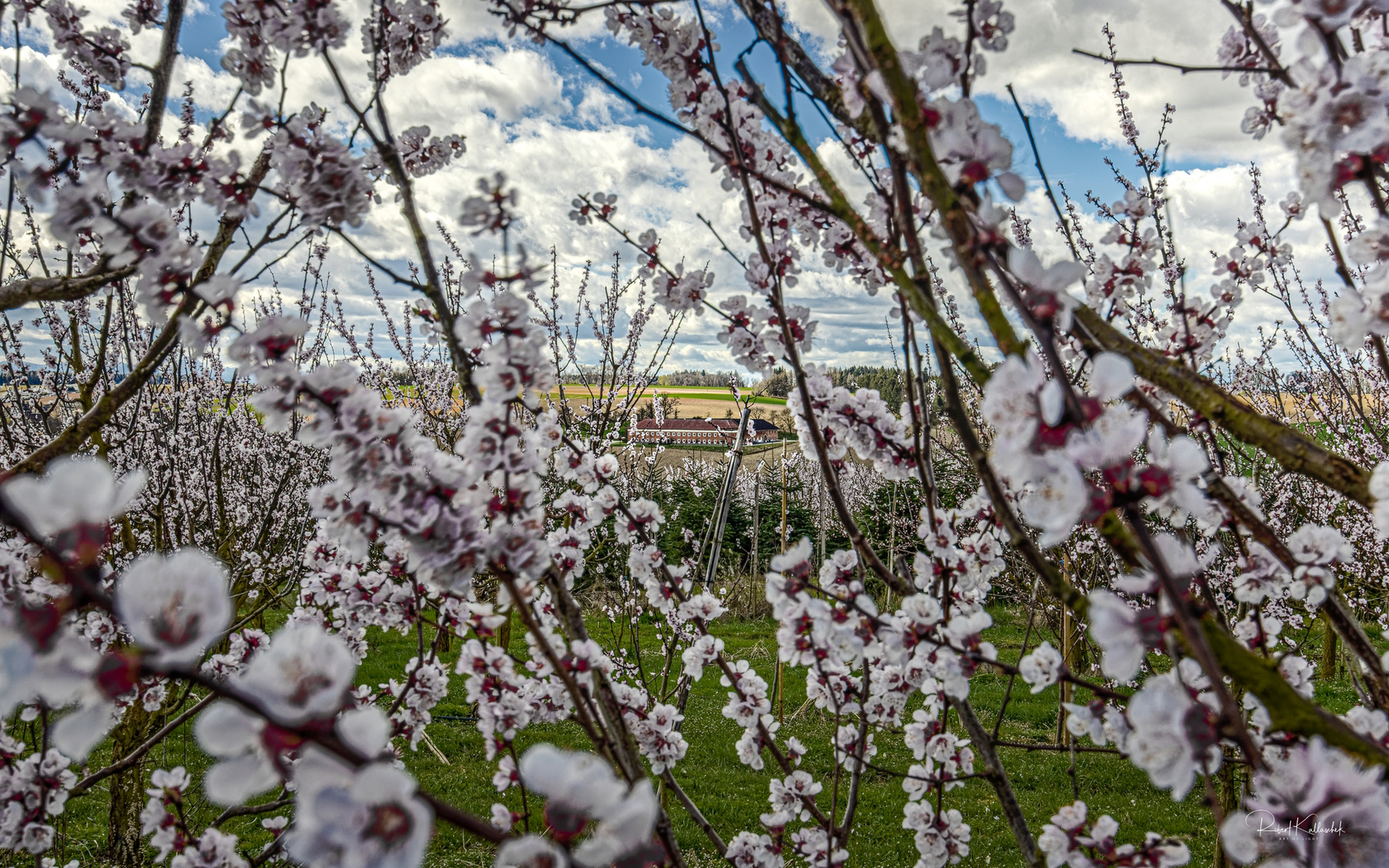 im Marillenwald