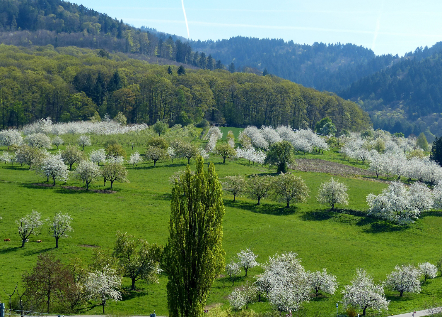 Im Markgräfler Land