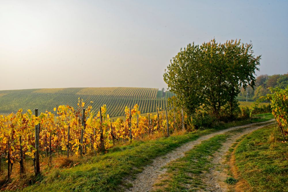 im Markgräfler Land