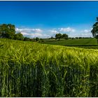 Im Markgräfler Land