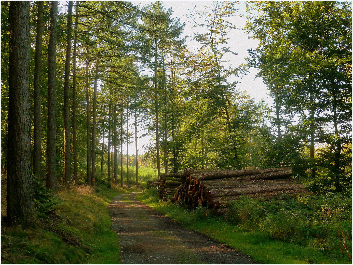 Im Marscheider Wald (2)