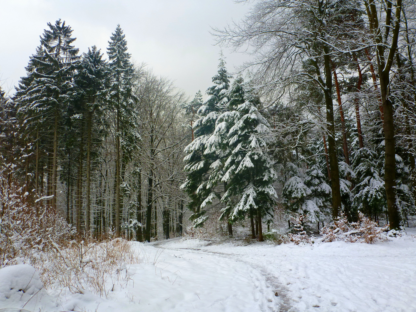 Im Marscheider Wald