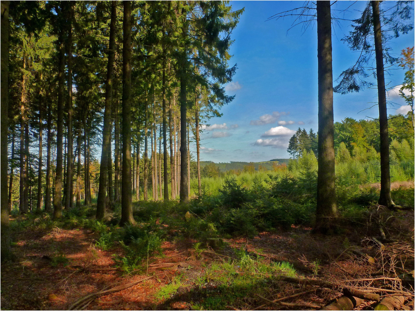 Im Marscheider Wald