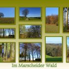 Im Marscheider Wald - Wuppertal