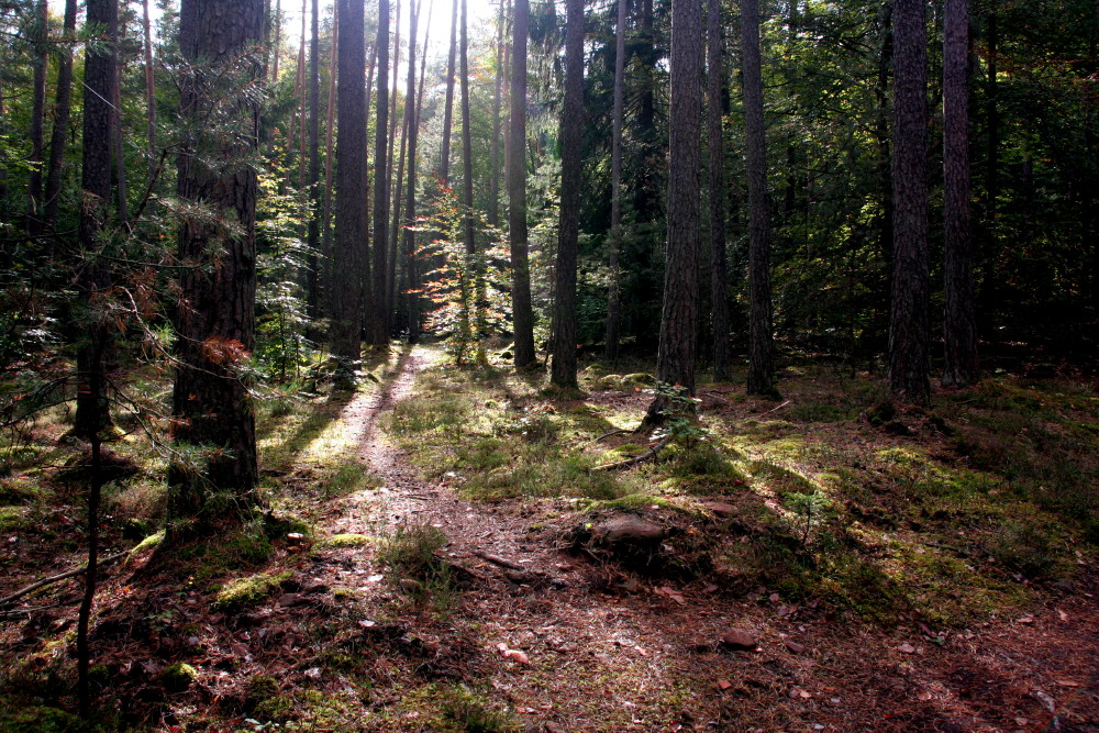 Im Mattiswald bei den Graugnomen