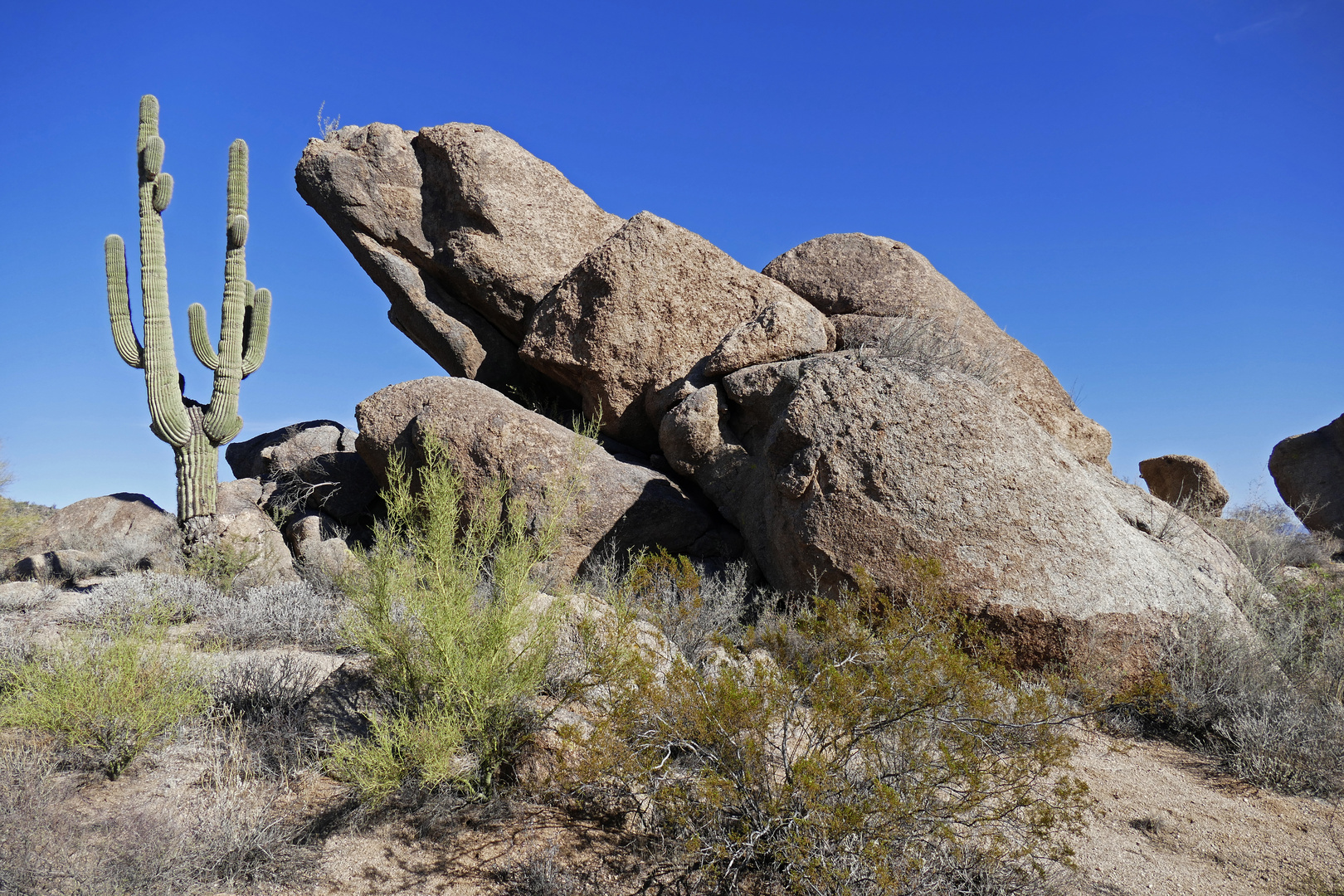 Im McDowell Mountain Regional Park bei Scottsdale