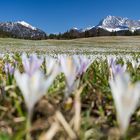 Im Meer aus Krokussen