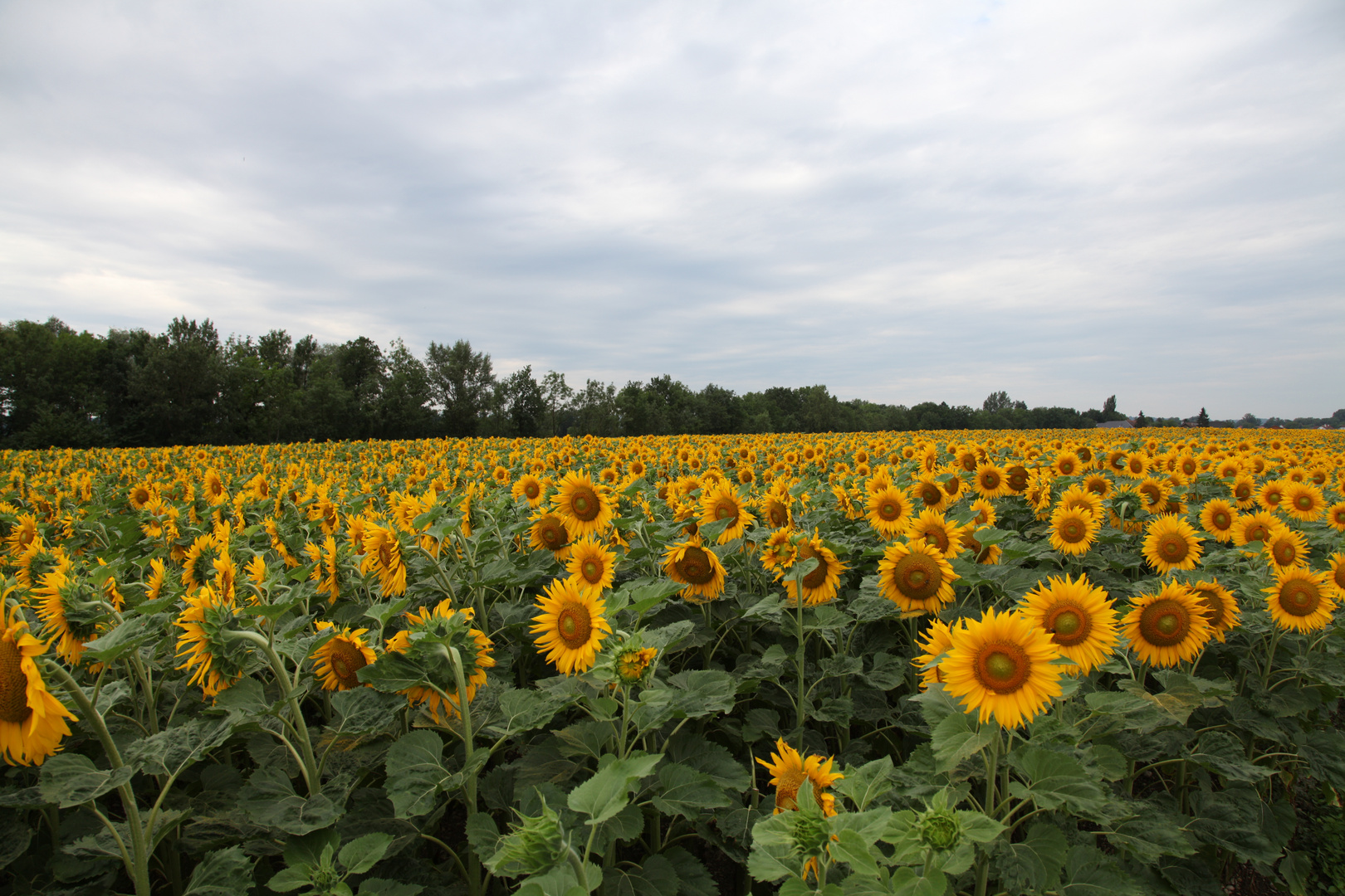 Im Meer der Sonnenblumen