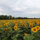 Im Meer der Sonnenblumen