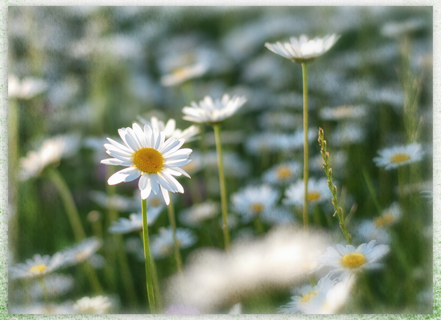 Im Meer von Margeriten 