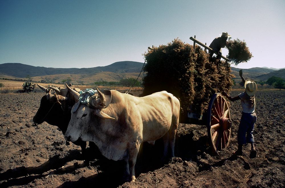 Im mexikanischen Hochland bei Oaxaca