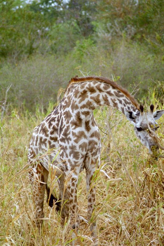 im Mikumi Nationalpark (Tanzania)