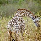 im Mikumi Nationalpark (Tanzania)