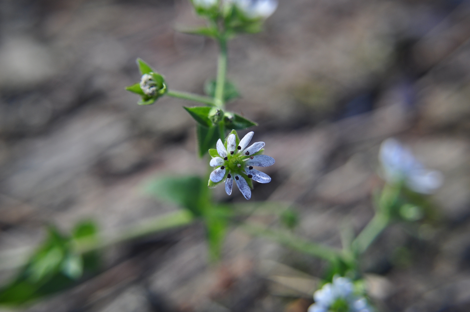 Im Mittelpunkt die Blume