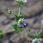 Im Mittelpunkt die Blume