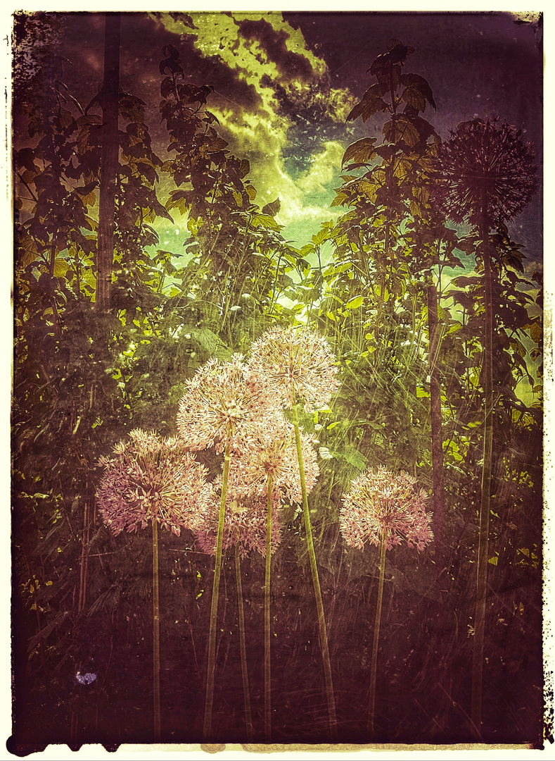 Im Mittelpunkt stehen - Allium Gladiator 