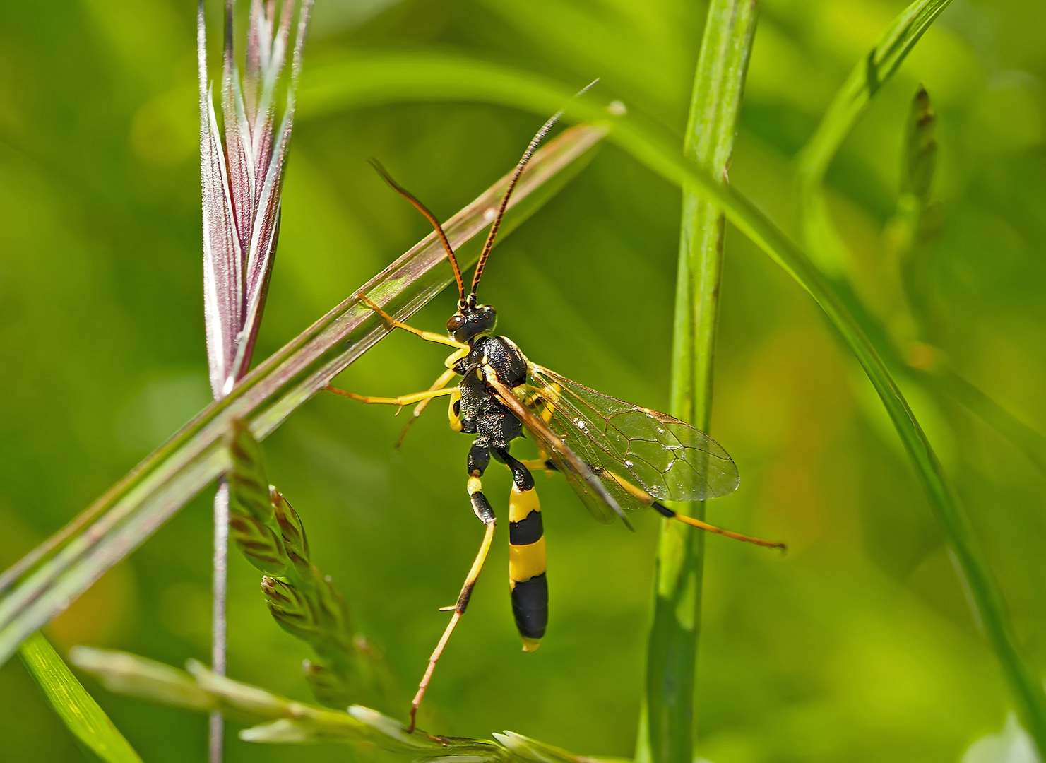 Im Modetrend: Gelbe Schlupfwespe (Amblyteles armatorius) * - Une guêpe qui ne pique pas! 