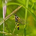 Im Modetrend: Gelbe Schlupfwespe (Amblyteles armatorius) * - Une guêpe qui ne pique pas! 