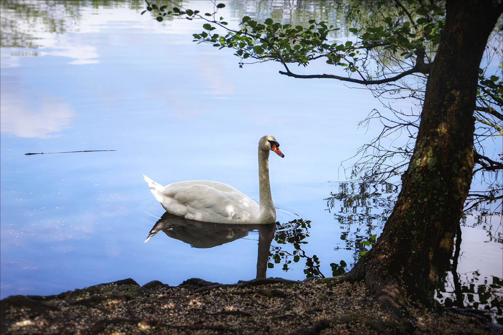 Im Mönchbruchweiher 