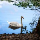 Im Mönchbruchweiher 