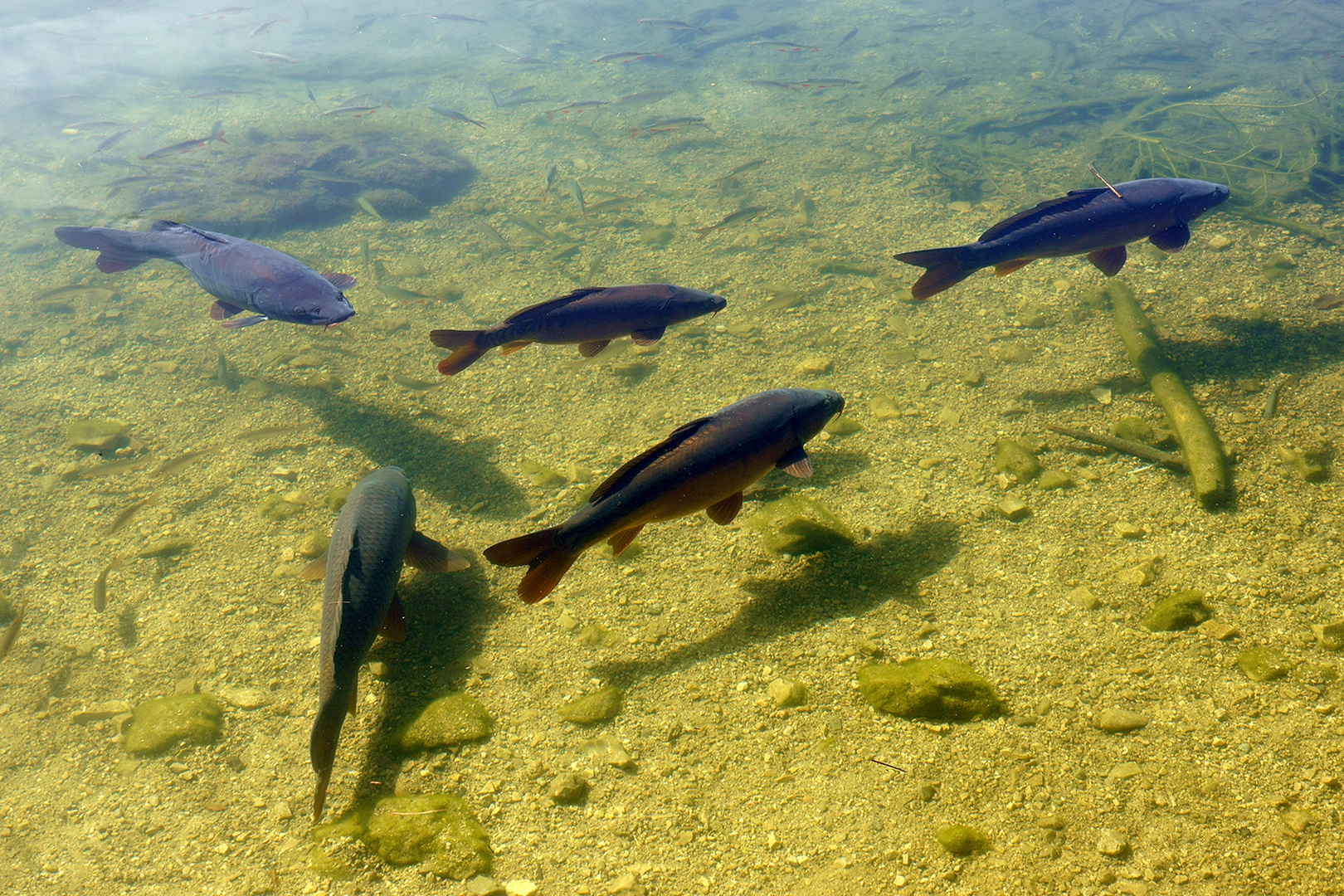 im Möserer See