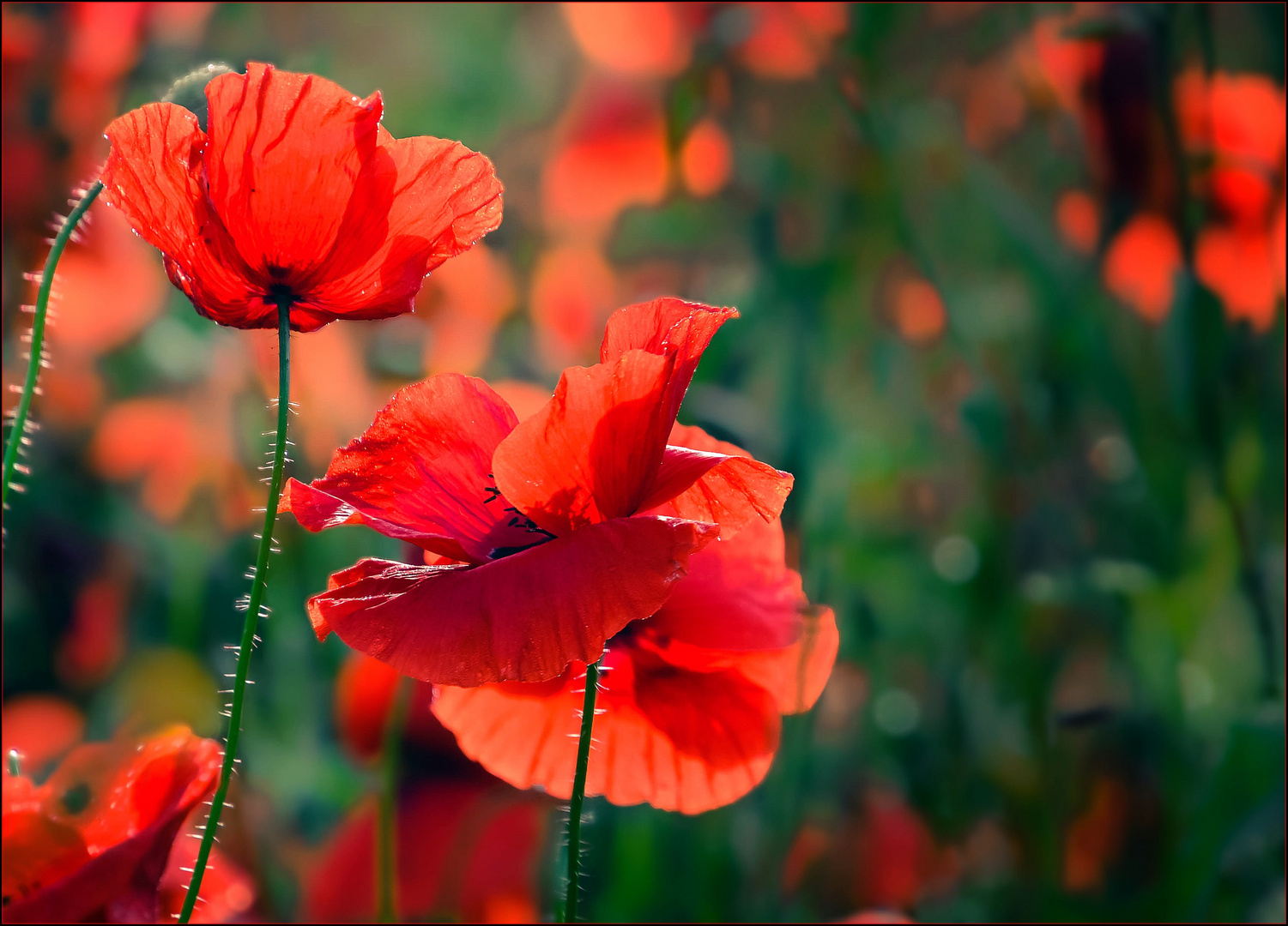 Im Mohn-Traumland