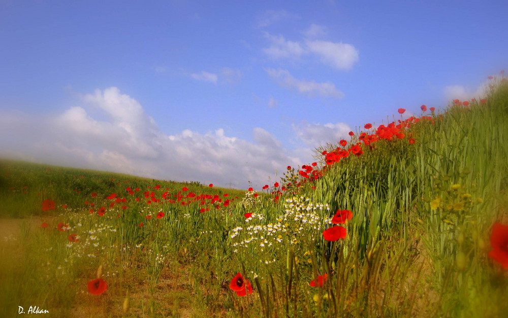 im Mohn...Paradies...