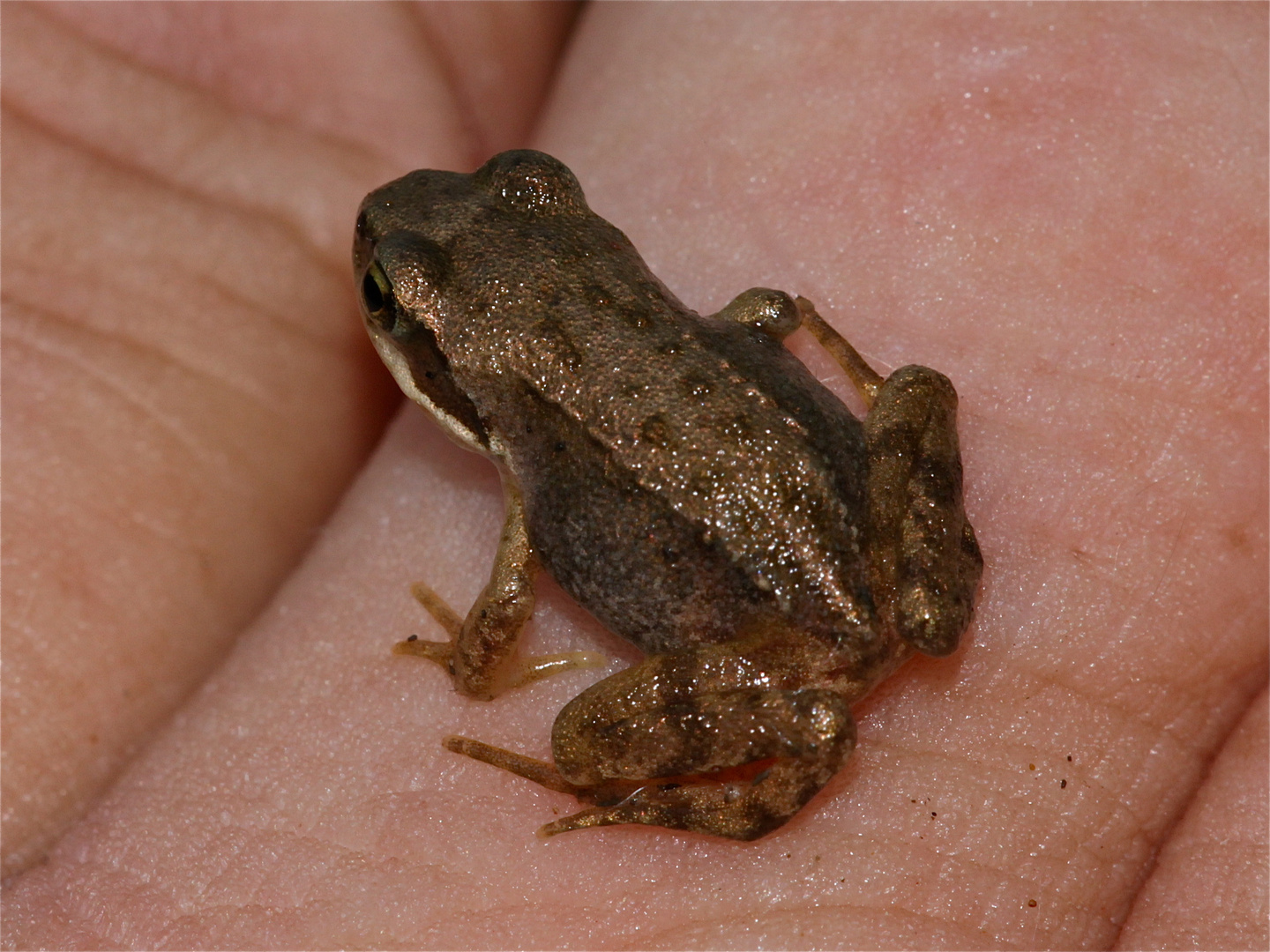 Im Moment das kleinste Wirbeltier im Garten: ein 1,3 cm langer Grasfrosch (Rana temporaria)