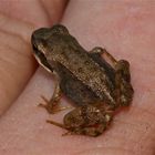 Im Moment das kleinste Wirbeltier im Garten: ein 1,3 cm langer Grasfrosch (Rana temporaria)