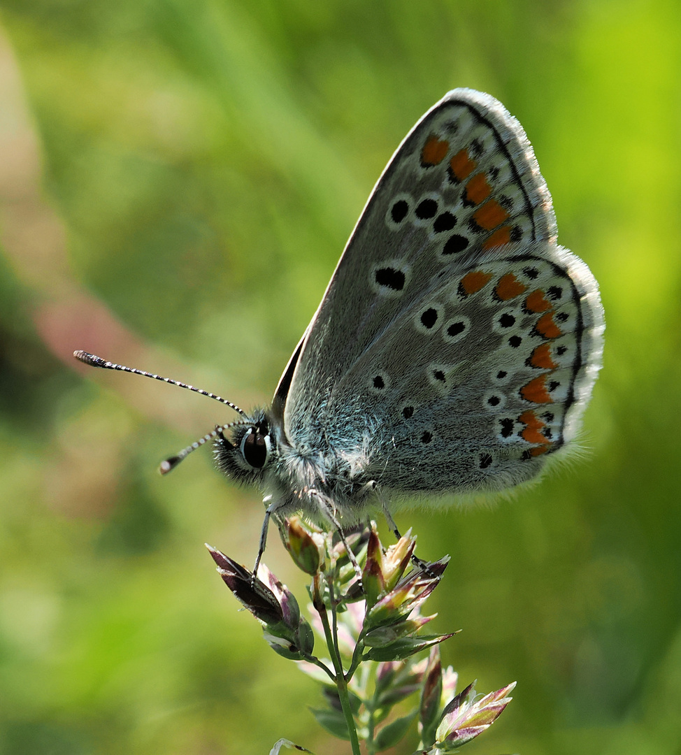 Im Moment flattert nicht viel …