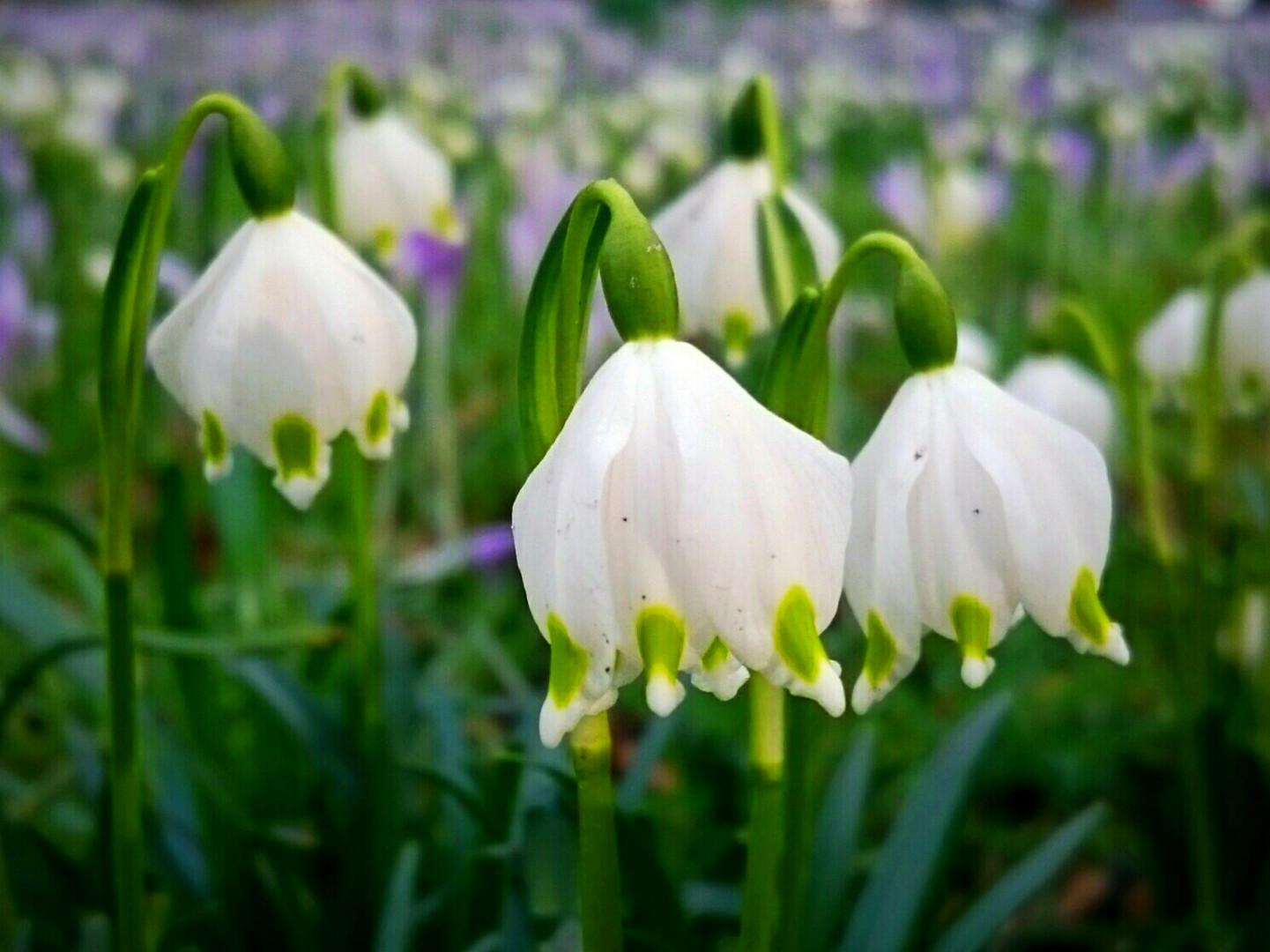 Im Monat März Foto & Bild | pflanzen, pilze & flechten, blüten