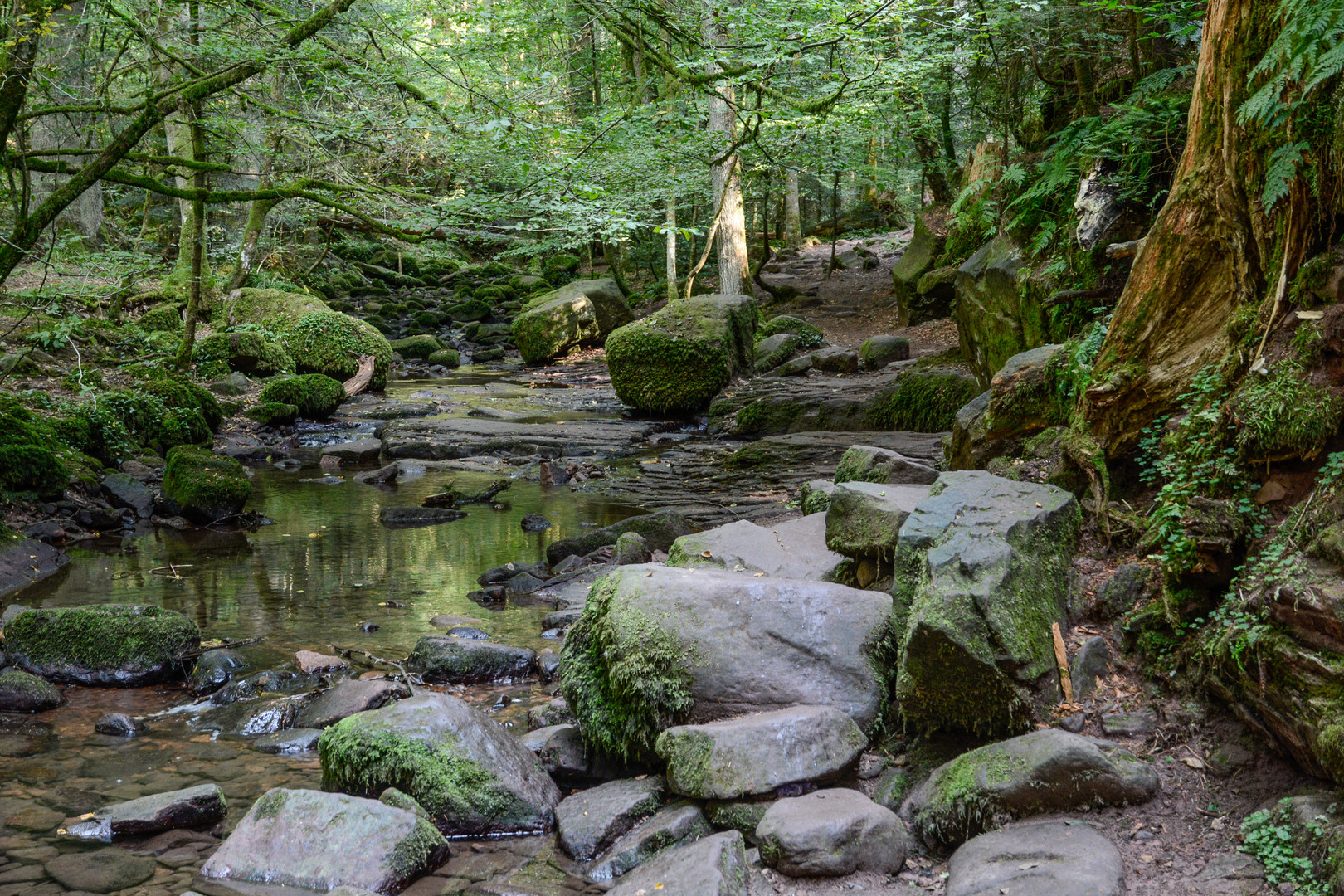 im Monbachtal bei Bad Liebenzell (Schwarzwald)