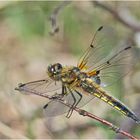 Im Moor (2) - Entdeckte ich auch die Vierfleckelibelle (Libellula quadrimaculata) . . .